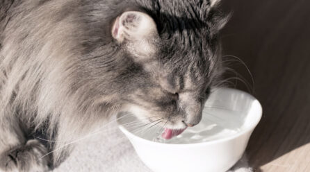 Zdrowy kot musi dużo pić