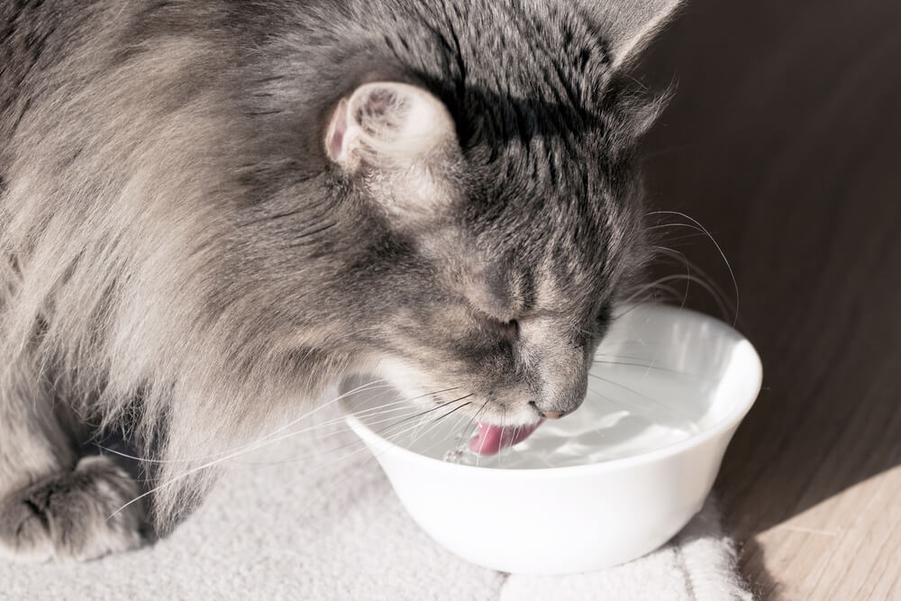 Zdrowy kot musi dużo pić